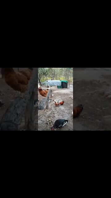 Good morning Chook chook Rhiannon Rusty P2 and a couple of Muscovy