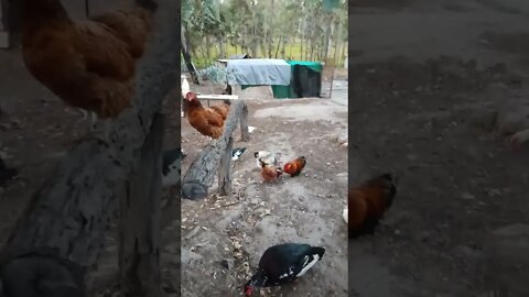 Good morning Chook chook Rhiannon Rusty P2 and a couple of Muscovy