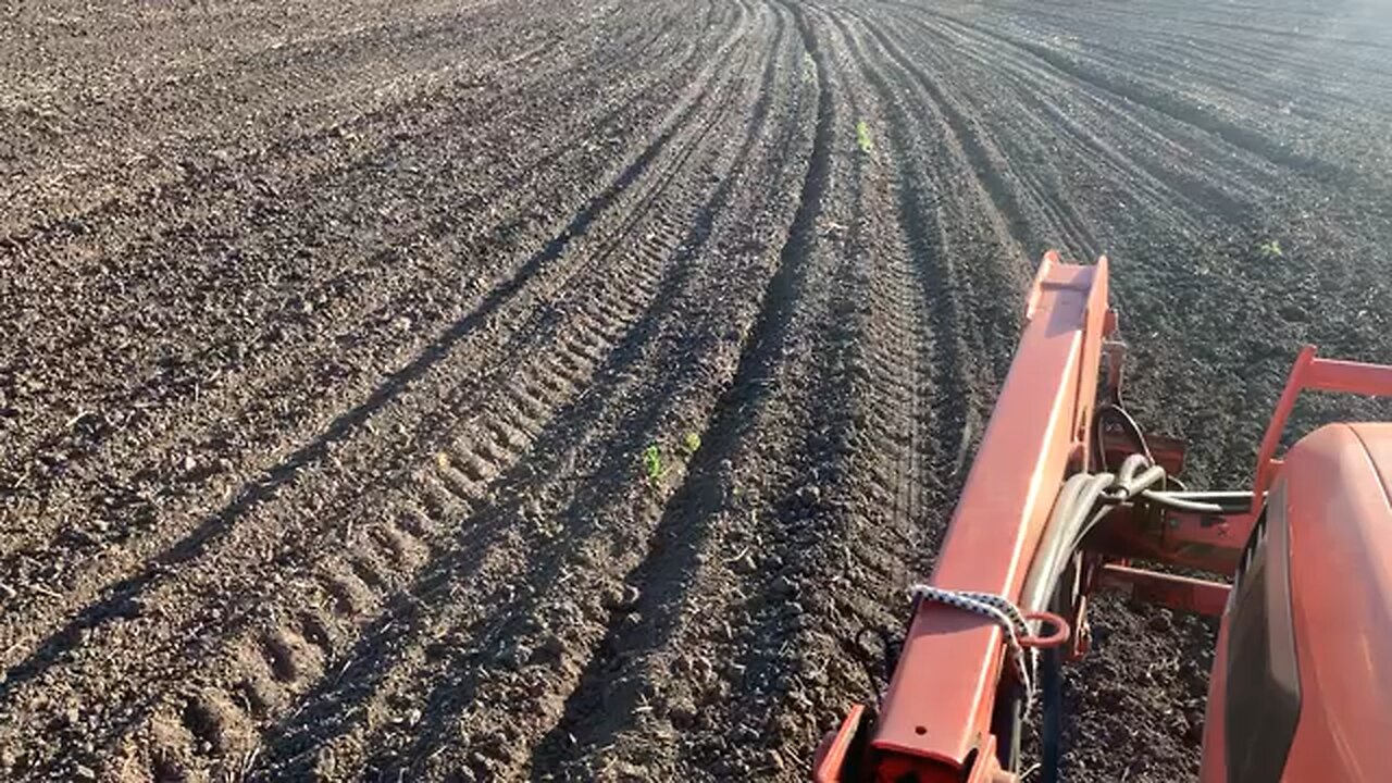 Tine weeding, pre-emerge weed control in organic corn