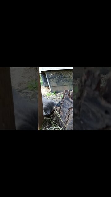 Grab and Go Fir Cones