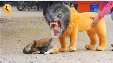 Troll Prank Dog Funny & fake Lion and Fake Tiger Prank To dog & Huge Box Prank to dog