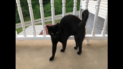 Cat-Like Entity Wails Loudly Outside House