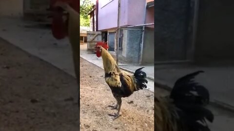 #funnyvideos#pets#shorts