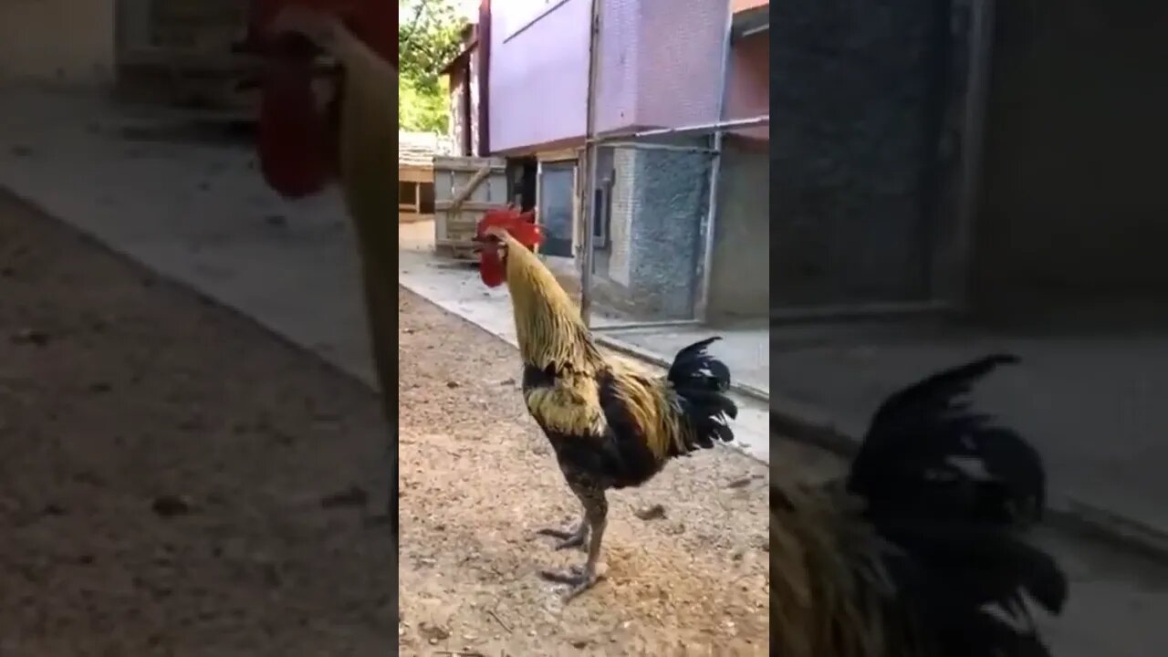 #funnyvideos#pets#shorts