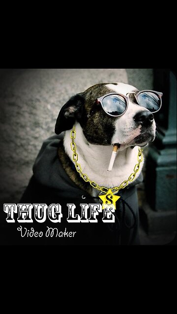 Dog funny videos most watching videos 2023