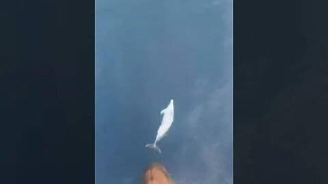 a dolphin playfully riding the bow wave of the ship