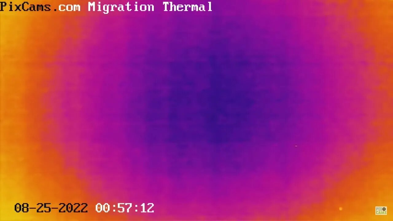 Night migrating birds caught on thermal camera - 8/25/2022 @ 00:56