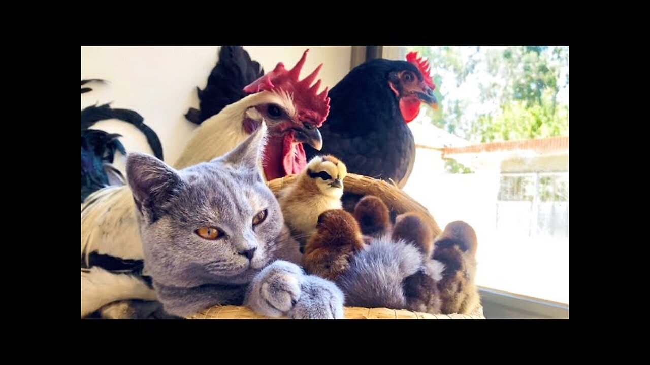 Can not believe it! Cute kitten helps hen take care of chicks, super cute animal video