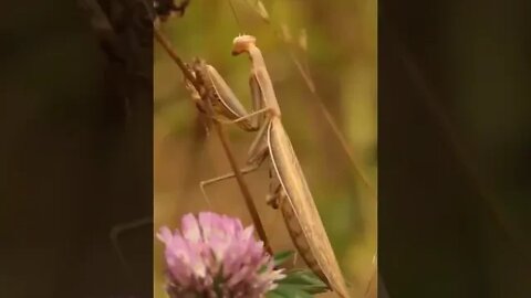 praying mantis