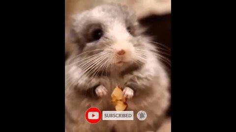 FUNNY 😂 CRAZY🙀ANIMALS 720p