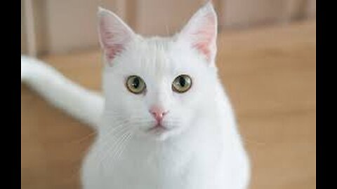 Smart Cat
