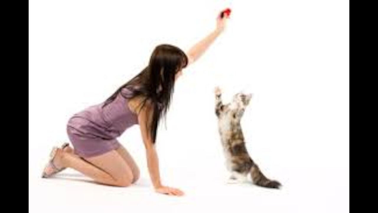 How to train your cat in 3 simple steps