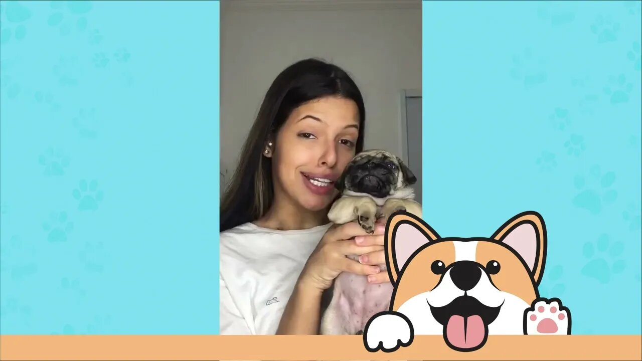 Os Vídeos mais engraçados de cachorros da Net 🤣🥰😂😍