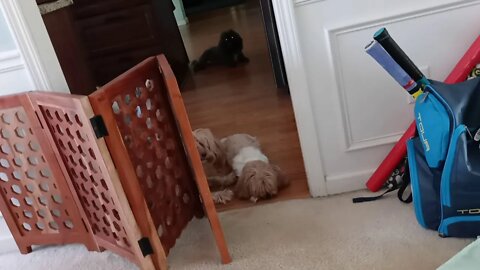 k litter - Doing Great!(2)