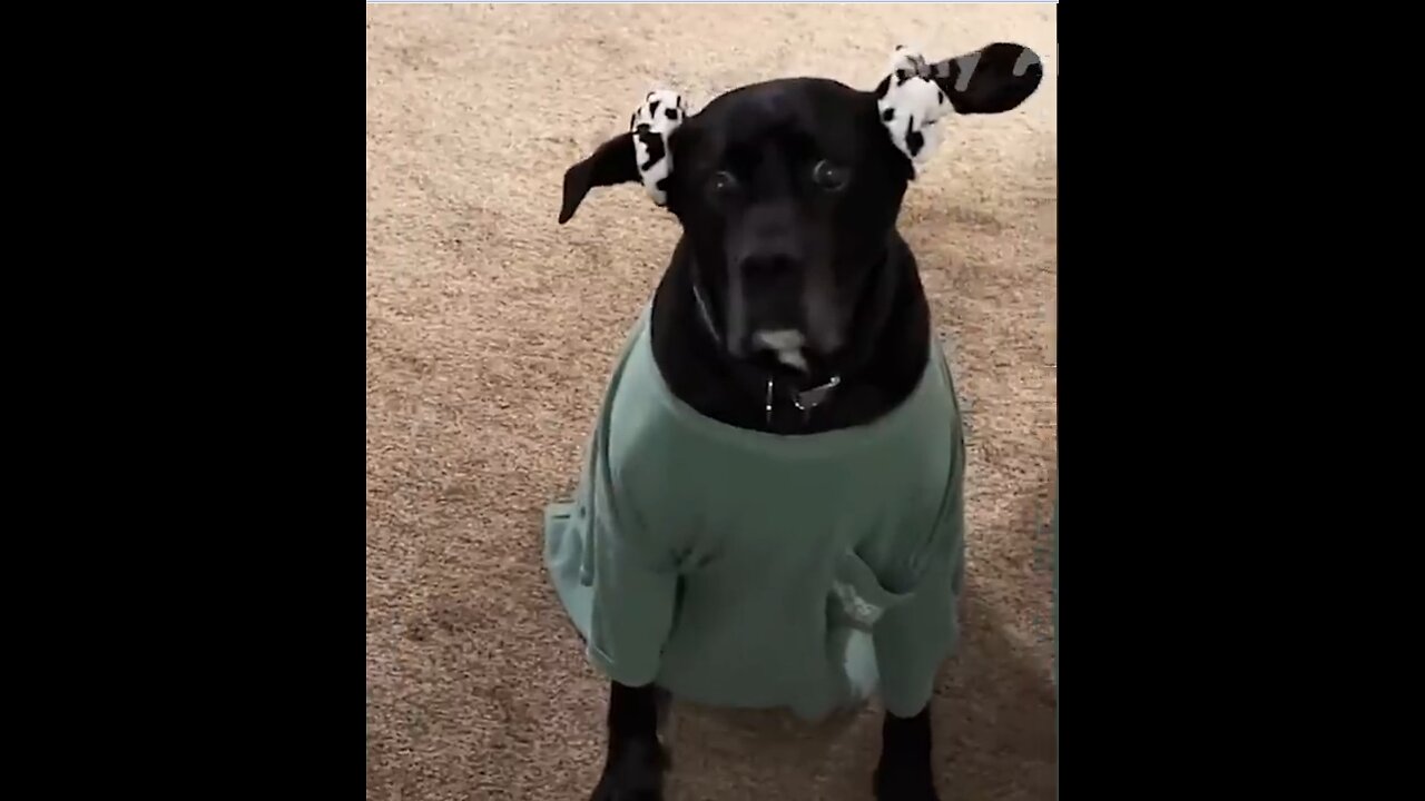 Funny Animal