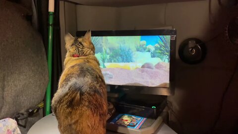 Cat Tv
