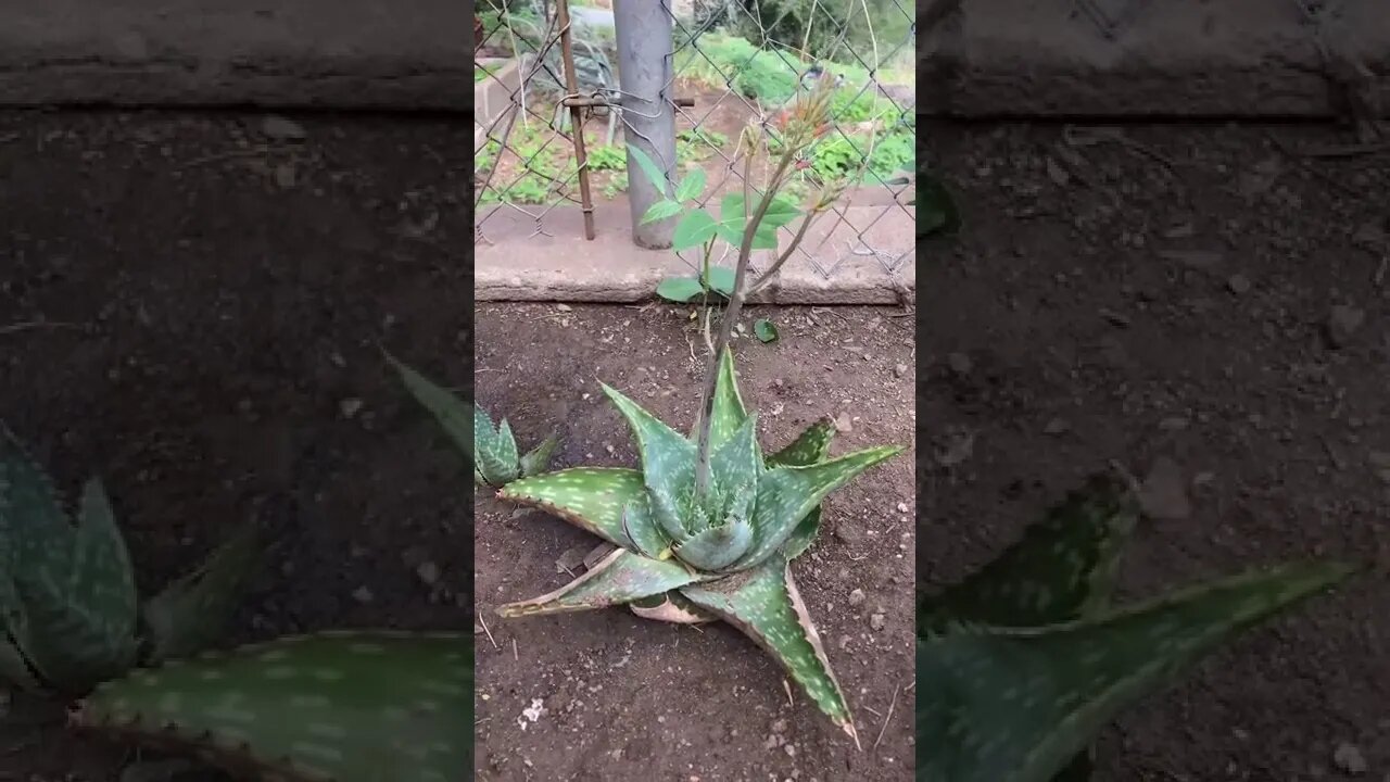 Aloe in bloom.