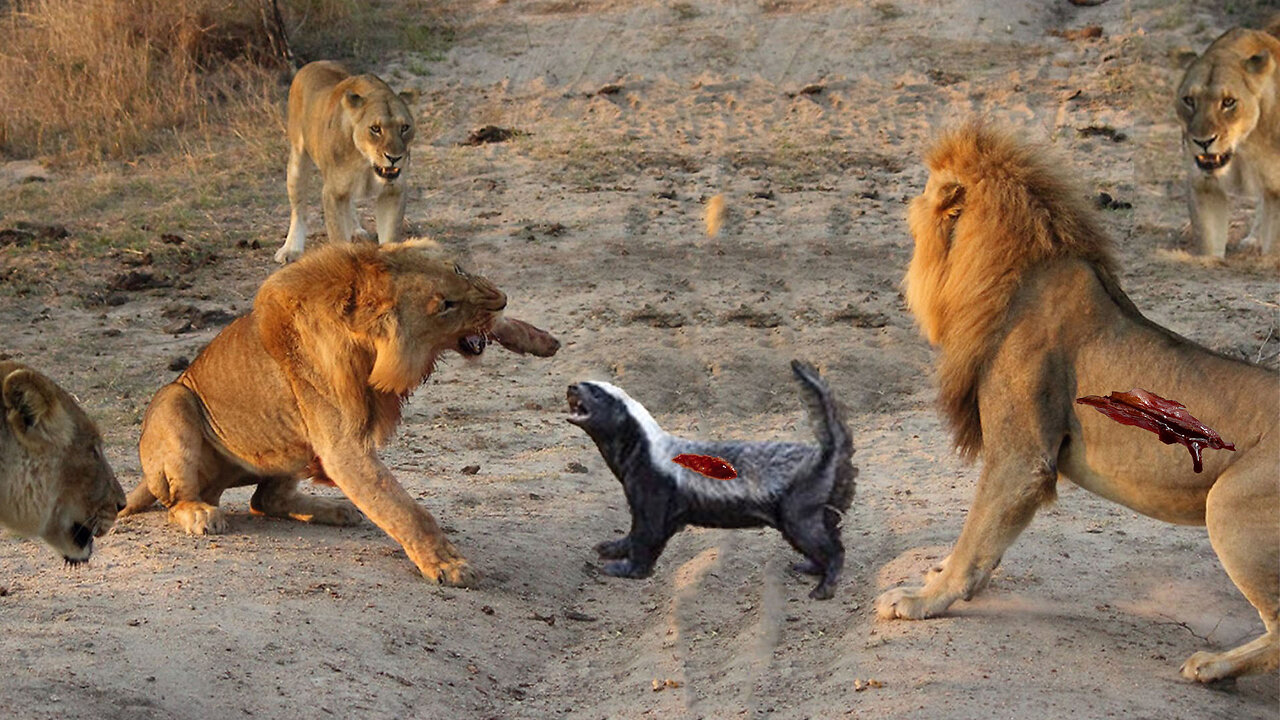 Even Lions Are Afraid of This Mini Beast