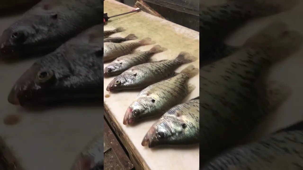 Crappie are #fish #getreel #fishing #catchingfish #crappiefishing #crappies #spawning