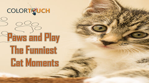 Paws and Play The Funniest Cat Moments !!!