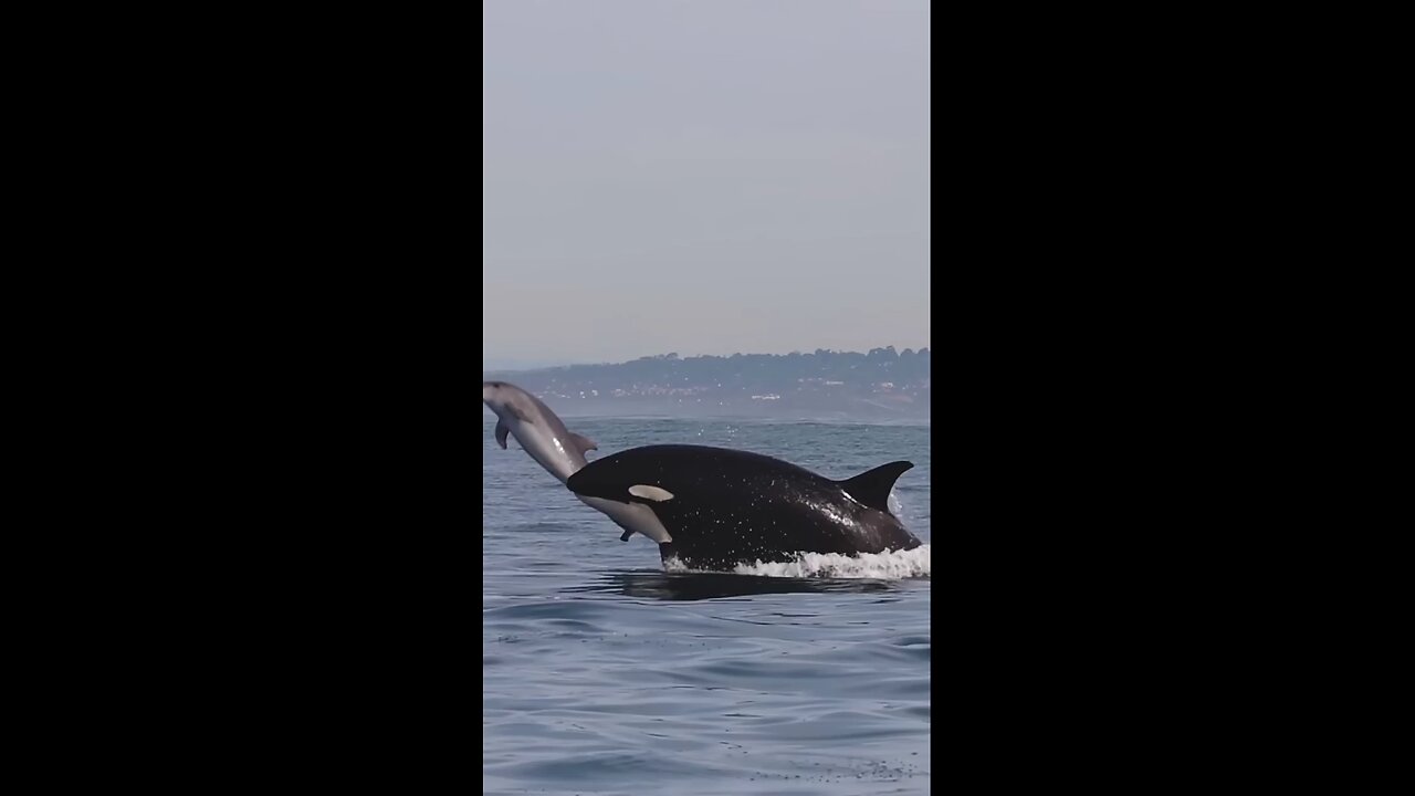 whale and shark jump