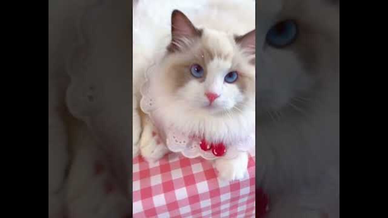 Aww cute cat videos funny Vol5❤️ Cat Cash Compilation chines💚 Tiktok Cat Meow #cat #shorts (1)