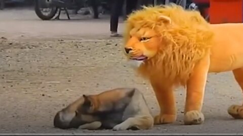 Troll Prank for Funny Dogs fake Lion and tiger Prank To dog and Huge Box Prank to dog