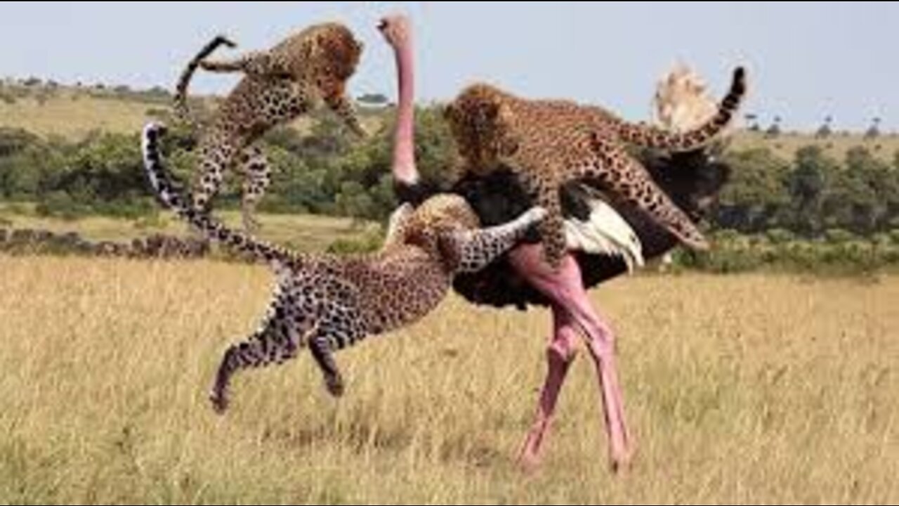 Amazing...Maasai Tribe Tries to Steal Eggs When Mother Ostrich Chasing Cheetah - Lion vs Giraffe