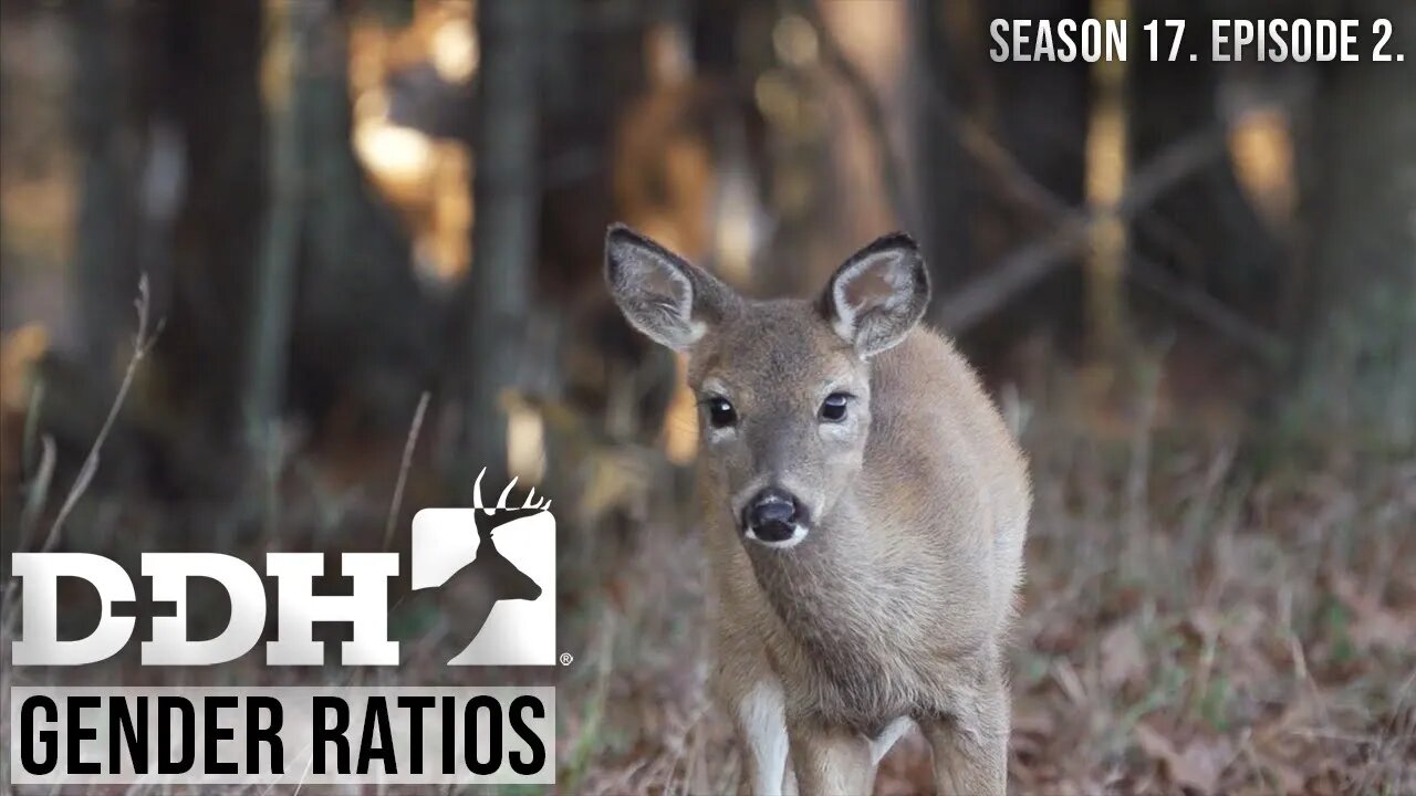 Gender Ratios | Deer & Deer Hunting TV