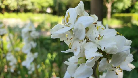 Spring Flowers / Kiel / Germany.