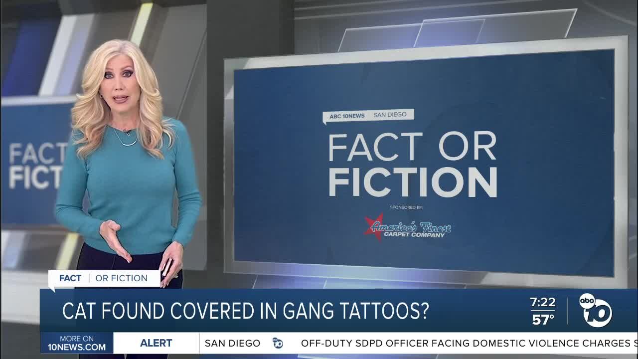 Fact or Fiction: Hairless Sphynx cat found covered in gang tattoos?