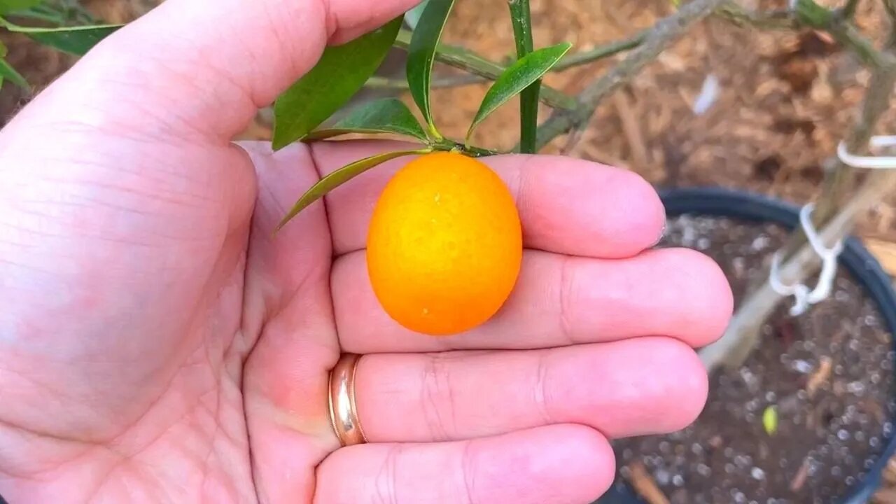 Best Citrus Tree For Containers By Far!! | You Eat The What???!!