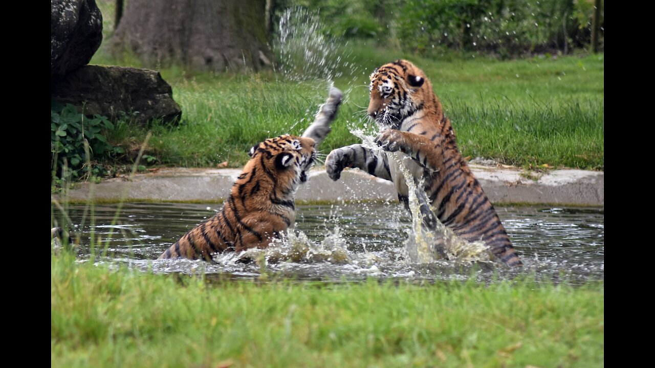 Animal fight collection || Amazing wild life..........