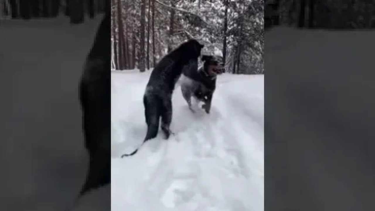 A Dog with a VERY UNUSUAL Friend