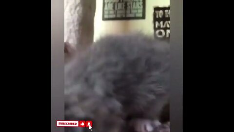 cute cat videos 😹 funny videos 😂1559
