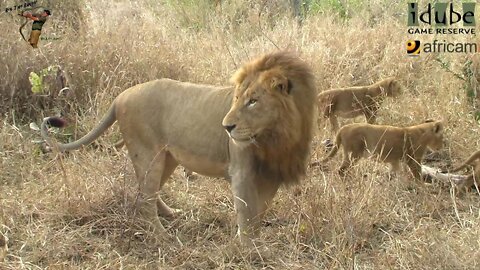 Daughters Of The Mapogo Lions - Rebuilding The Othawa Pride - 12: With All Of The Selati Males