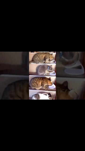 gastando 1 salário mínimo só de ração 😱