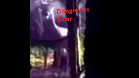 Dangerous Dear