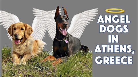 Angel Dogs in Athens, Greece