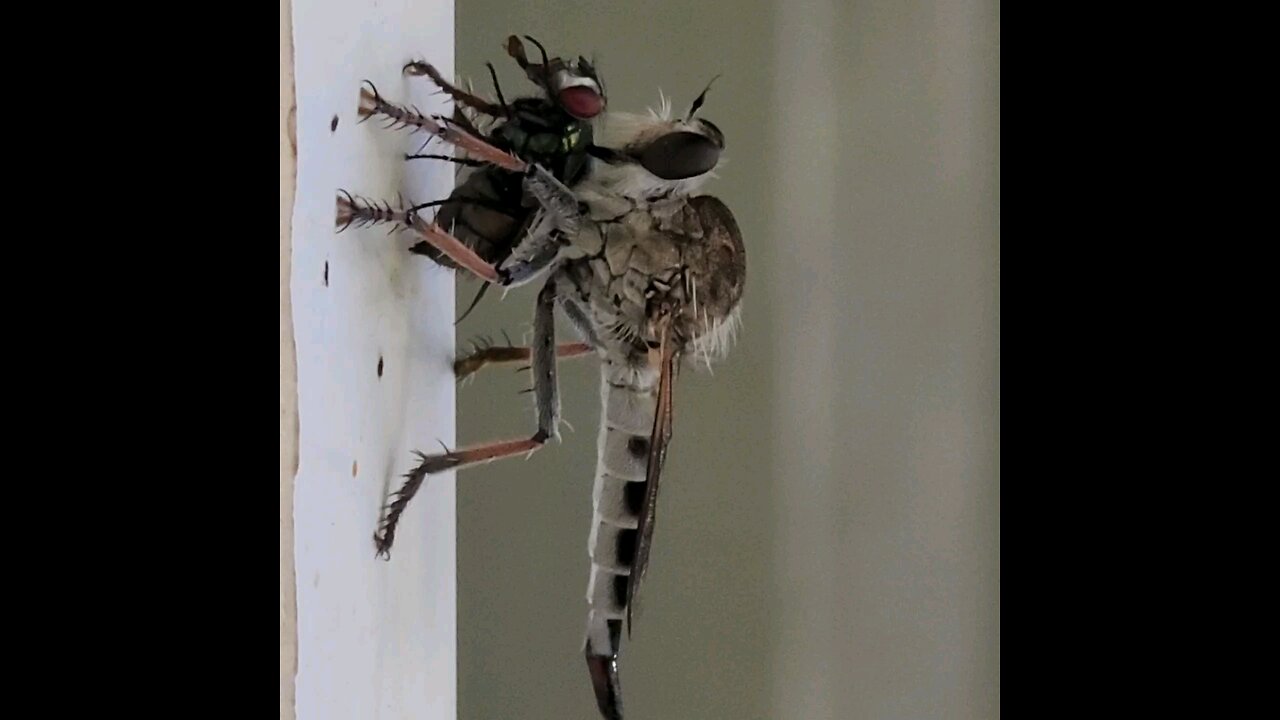 Assassin Fly enjoying a fresh kill on my back porch