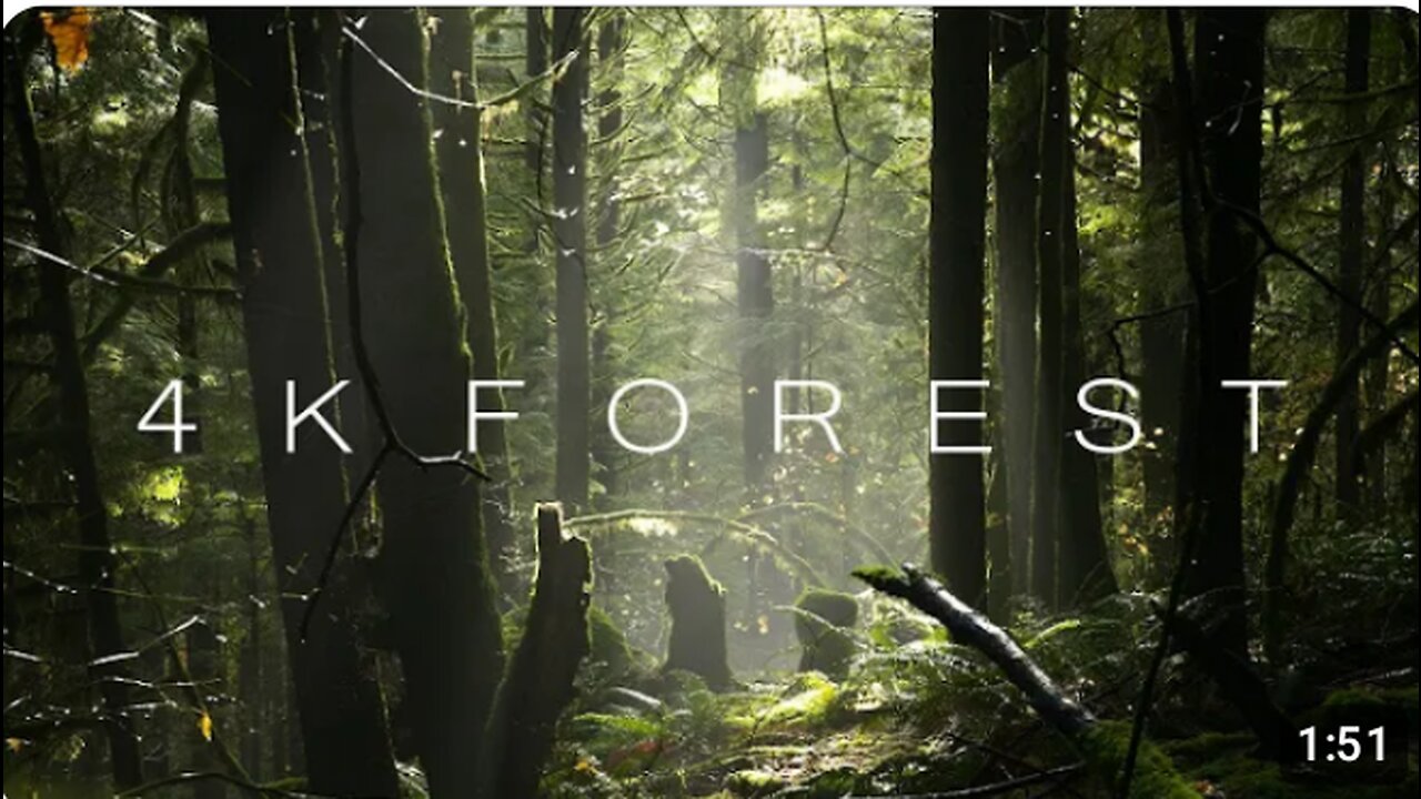 4K Forest - Cinematic Forest - 4K Nature Video Ultra HD