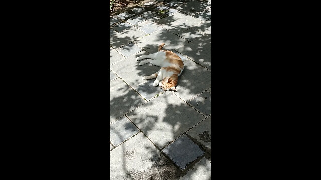 A cute and beautiful cat is resting