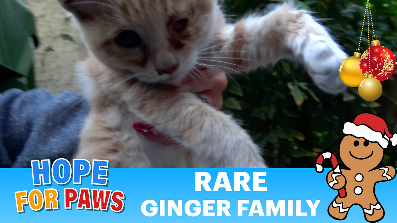 Rare ginger family for Christmas - I'm so happy we saved her eye!!!