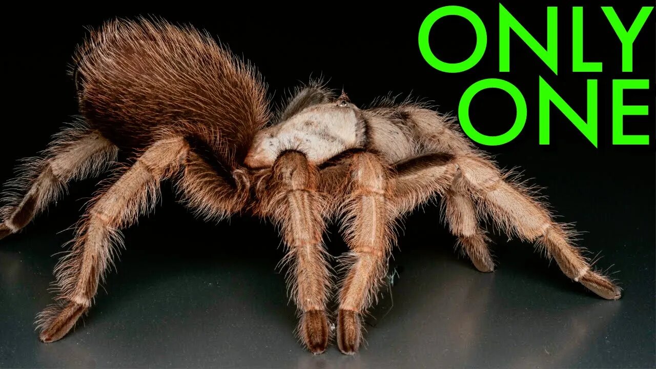 If You Kept ONLY ONE TARANTULA Which Species Would It Be?