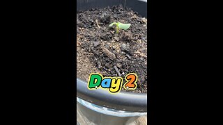 Sunflower growth daily update day 2