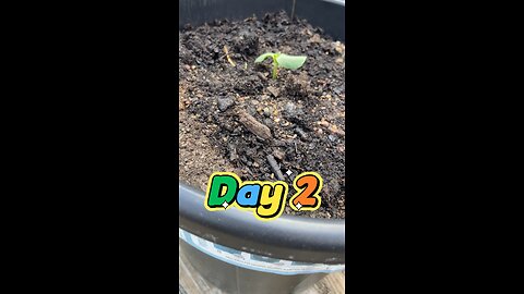 Sunflower growth daily update day 2