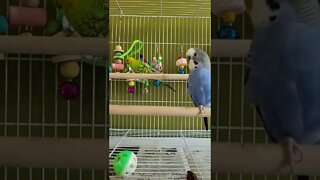 Budgies Being Too Damn Cute!🥰😍 #animallover #youtubeshorts #shorts #funny #budgies