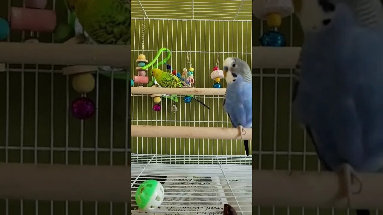 Budgies Being Too Damn Cute!🥰😍 #animallover #youtubeshorts #shorts #funny #budgies