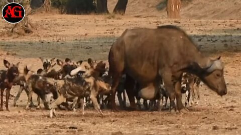 Wild Dogs Pop Huge Pimple on Buffalo