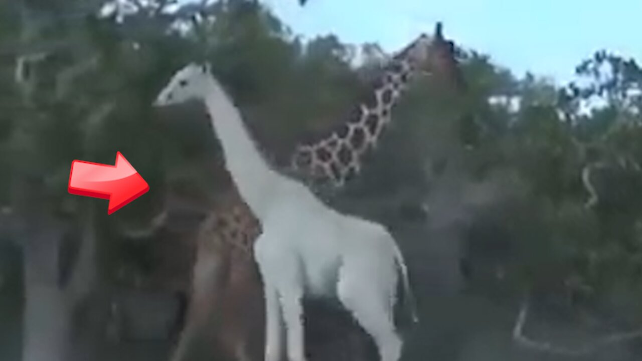 Giraffes are not only brown and yellow! there are also white giraffes [Mysterious]